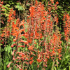 5 AFRICAN FLAG Chasmanthe Floribunda Cornflag Red Orange Hummingbird Flower Seeds