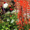 5 AFRICAN FLAG Chasmanthe Floribunda Cornflag Red Orange Hummingbird Flower Seeds