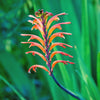 5 AFRICAN FLAG Chasmanthe Floribunda Cornflag Red Orange Hummingbird Flower Seeds