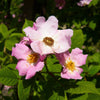10 CLIMBING MICHIGAN ROSE Rosa Setigera aka Climbing Prairie or Illinois Rose Native Pink Flower Seeds