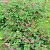 10 CLIMBING MICHIGAN ROSE Rosa Setigera aka Climbing Prairie or Illinois Rose Native Pink Flower Seeds