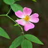 10 CLIMBING MICHIGAN ROSE Rosa Setigera aka Climbing Prairie or Illinois Rose Native Pink Flower Seeds