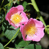 10 CLIMBING MICHIGAN ROSE Rosa Setigera aka Climbing Prairie or Illinois Rose Native Pink Flower Seeds