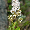 100 WHITE MEADOWSWEET Spiraea Alba Narrow Leaved Queen of the Prairie Native Flower Shrub Seeds