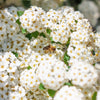 100 WHITE MEADOWSWEET Spiraea Alba Narrow Leaved Queen of the Prairie Native Flower Shrub Seeds