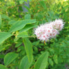 100 WHITE MEADOWSWEET Spiraea Alba Narrow Leaved Queen of the Prairie Native Flower Shrub Seeds