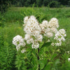 100 WHITE MEADOWSWEET Spiraea Alba Narrow Leaved Queen of the Prairie Native Flower Shrub Seeds