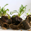 50 BLACK MACA Peruvian Ginseng Maka Lepidium Meyenii syn. Peruvianum Herb Seeds