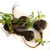 50 BLACK MACA Peruvian Ginseng Maka Lepidium Meyenii syn. Peruvianum Herb Seeds