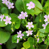 20 SIBERIAN SPRING BEAUTY Claytonia Sibirica aka Candy Flower, Pink Purslane, Siberian Miner's Lettuce Pink Striped Shade Flower Native Herb Seeds