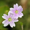 20 SIBERIAN SPRING BEAUTY Claytonia Sibirica aka Candy Flower, Pink Purslane, Siberian Miner's Lettuce Pink Striped Shade Flower Native Herb Seeds