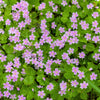 20 SIBERIAN SPRING BEAUTY Claytonia Sibirica aka Candy Flower, Pink Purslane, Siberian Miner's Lettuce Pink Striped Shade Flower Native Herb Seeds