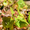 15 BEADRUBY Maianthemum Dilatatum aka False Lily of the Valley, Solomon's Seal, Snakeberry, May Lily, Native White Flower Red Berry Moist Shade Seeds