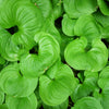 15 BEADRUBY Maianthemum Dilatatum aka False Lily of the Valley, Solomon's Seal, Snakeberry, May Lily, Native White Flower Red Berry Moist Shade Seeds