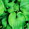 15 BEADRUBY Maianthemum Dilatatum aka False Lily of the Valley, Solomon's Seal, Snakeberry, May Lily, Native White Flower Red Berry Moist Shade Seeds