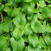 15 BEADRUBY Maianthemum Dilatatum aka False Lily of the Valley, Solomon's Seal, Snakeberry, May Lily, Native White Flower Red Berry Moist Shade Seeds