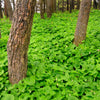 15 BEADRUBY Maianthemum Dilatatum aka False Lily of the Valley, Solomon's Seal, Snakeberry, May Lily, Native White Flower Red Berry Moist Shade Seeds