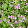 10 PINK FAWN LILY aka Trout Lily, Avalanche Lily, & Dog's Tooth Violet Erythronium Revolutum Native Flower Seeds
