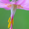 10 PINK FAWN LILY aka Trout Lily, Avalanche Lily, & Dog's Tooth Violet Erythronium Revolutum Native Flower Seeds