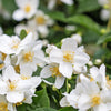 40 WESTERN MOCK ORANGE Philadelphus Lewisii Native White Yellow Flower Shrub Seeds