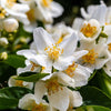 40 WESTERN MOCK ORANGE Philadelphus Lewisii Native White Yellow Flower Shrub Seeds