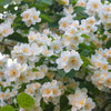 40 WESTERN MOCK ORANGE Philadelphus Lewisii Native White Yellow Flower Shrub Seeds