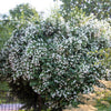 40 WESTERN MOCK ORANGE Philadelphus Lewisii Native White Yellow Flower Shrub Seeds