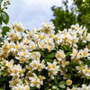 40 WESTERN MOCK ORANGE Philadelphus Lewisii Native White Yellow Flower Shrub Seeds