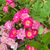 25 SWEET BRIAR ROSE Multiple Shades of Pink Eglantine Rose Rosa Eglanteria syn. Rosa Rubiginosa Flower Shrub Seeds