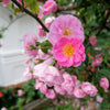 25 SWEET BRIAR ROSE Multiple Shades of Pink Eglantine Rose Rosa Eglanteria syn. Rosa Rubiginosa Flower Shrub Seeds
