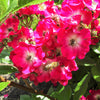 25 SWEET BRIAR ROSE Multiple Shades of Pink Eglantine Rose Rosa Eglanteria syn. Rosa Rubiginosa Flower Shrub Seeds