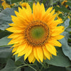 100 PEREDOVIK SUNFLOWER Helianthus Annuus aka Black Peredovik Good Oil / Oilseed Type Yellow Flower Seeds