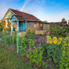 100 PEREDOVIK SUNFLOWER Helianthus Annuus aka Black Peredovik Good Oil / Oilseed Type Yellow Flower Seeds
