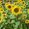 100 PEREDOVIK SUNFLOWER Helianthus Annuus aka Black Peredovik Good Oil / Oilseed Type Yellow Flower Seeds