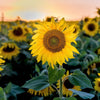 100 PEREDOVIK SUNFLOWER Helianthus Annuus aka Black Peredovik Good Oil / Oilseed Type Yellow Flower Seeds