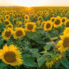100 PEREDOVIK SUNFLOWER Helianthus Annuus aka Black Peredovik Good Oil / Oilseed Type Yellow Flower Seeds