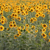 100 PEREDOVIK SUNFLOWER Helianthus Annuus aka Black Peredovik Good Oil / Oilseed Type Yellow Flower Seeds