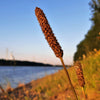 1000 CREEPING MEADOW FOXTAIL 'Garrison' Alopecurus Arundinaceus Cool Season Moist Grass Hay Brown Yellow Flower Seeds