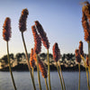 1000 CREEPING MEADOW FOXTAIL 'Garrison' Alopecurus Arundinaceus Cool Season Moist Grass Hay Brown Yellow Flower Seeds