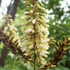 10 AMUR MAACKIA Cladrastis Amurensis Tree Ornamental White Flower Legume Seeds
