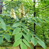 10 AMUR MAACKIA Cladrastis Amurensis Tree Ornamental White Flower Legume Seeds
