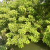 10 AMUR MAACKIA Cladrastis Amurensis Tree Ornamental White Flower Legume Seeds