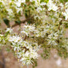 40 WHITE FLOWERING HENNA Tree Lawsonia Inermis var. Alba Dye Plant Tattoo Flower Seeds