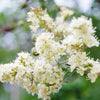40 WHITE FLOWERING HENNA Tree Lawsonia Inermis var. Alba Dye Plant Tattoo Flower Seeds