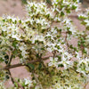 40 WHITE FLOWERING HENNA Tree Lawsonia Inermis var. Alba Dye Plant Tattoo Flower Seeds