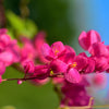 5 CORAL VINE Mexican Creeper Bee Bush Chain of Love Mountain Rose Antigonon Leptopus Bright Pink Climber Ground Cover Flower Seeds