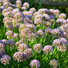 10 MOUSE GARLIC Allium Angulosum Wild Garlic Pink Flower Herb Seeds