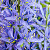 20 Blue LARGE CAMAS Camassia Leichtlinii Quamasia Great Camass Native Flower Seeds
