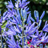 20 Blue LARGE CAMAS Camassia Leichtlinii Quamasia Great Camass Native Flower Seeds