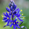 20 Blue LARGE CAMAS Camassia Leichtlinii Quamasia Great Camass Native Flower Seeds
